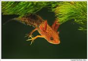Great-Crested-Newt-lava 5